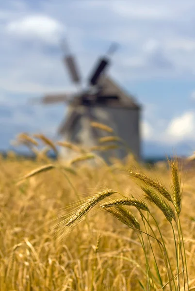 Pšenice a větrný mlýn Stock Snímky