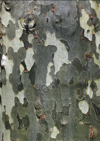 Platan bark — Stockfoto