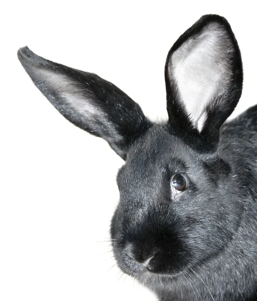 Zwarte konijn portret — Stockfoto