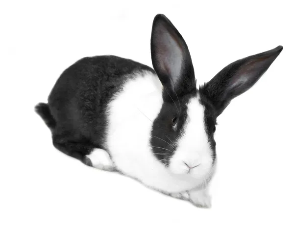 siyah ve beyaz tavşan