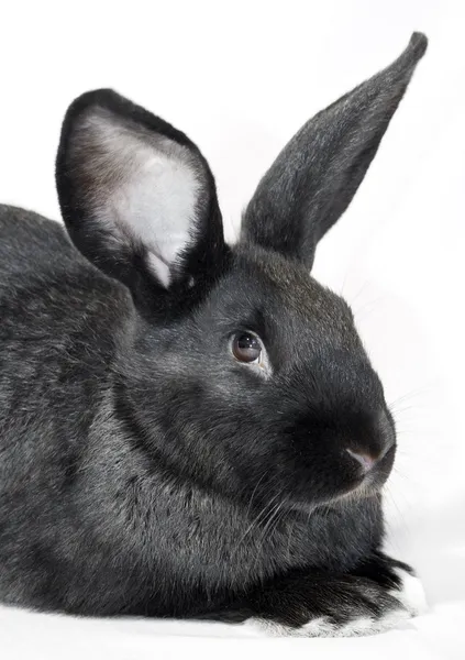 Black rabbit portrait — Stock Photo, Image