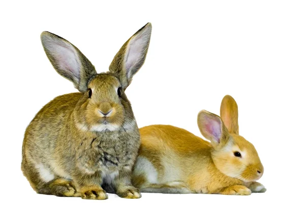 Iki genç tavşan — Stok fotoğraf