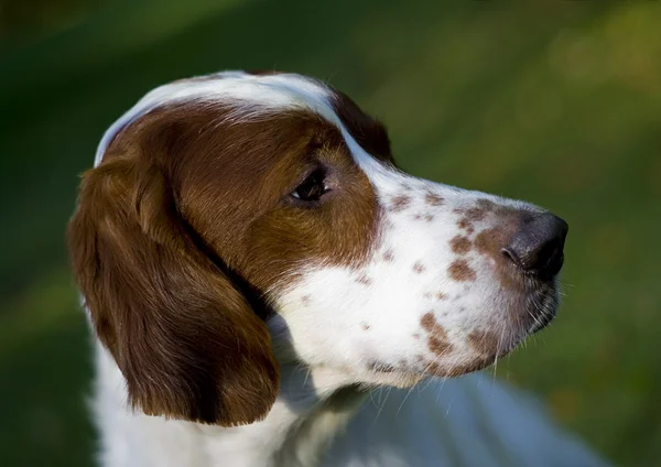 Irish red and white setter portrait Royalty Free Stock Images