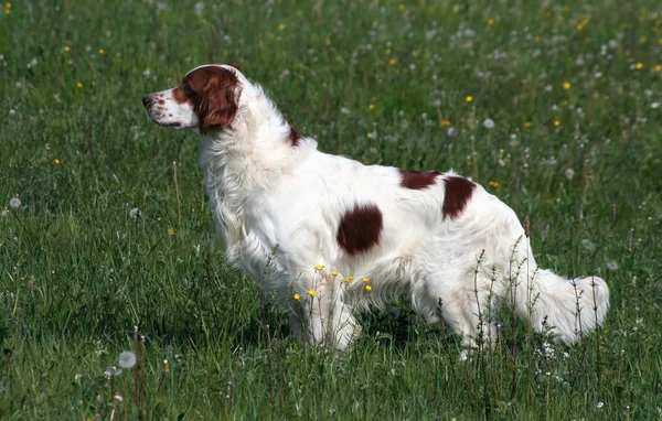 Ierse setter van rode en witte man Rechtenvrije Stockafbeeldingen