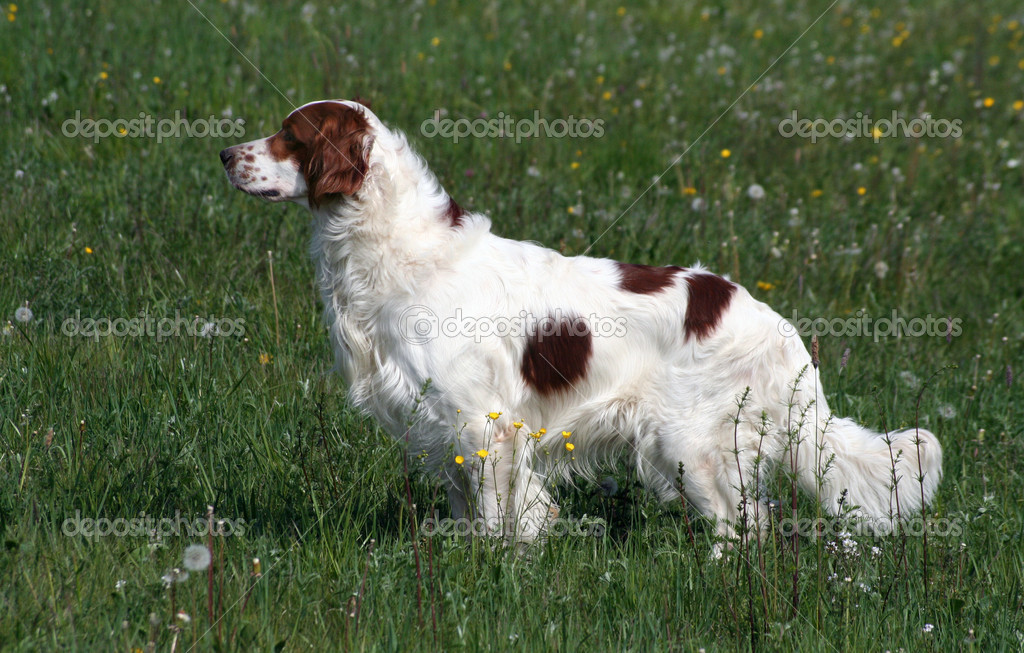 Irish red and white setter male — Stock Photo © ximinez #42325497