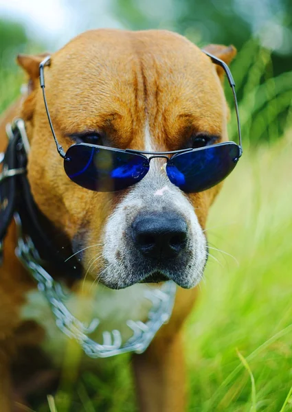 Staffordshire Terrier — Stock Photo, Image