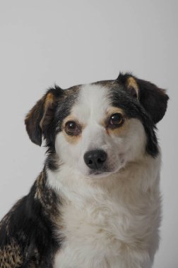 Stüdyo, köpek, güzel, şirin