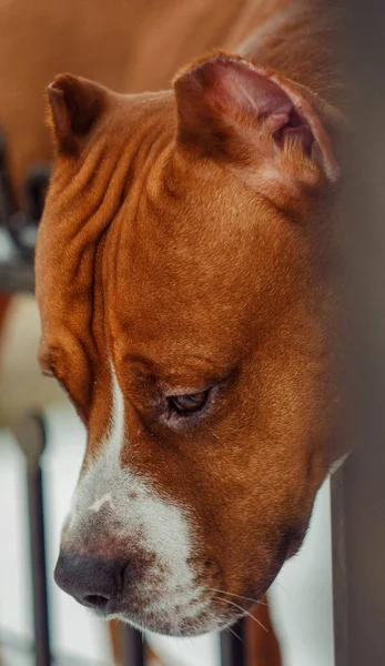 Köpek, fotoğraf, şirin, sokak