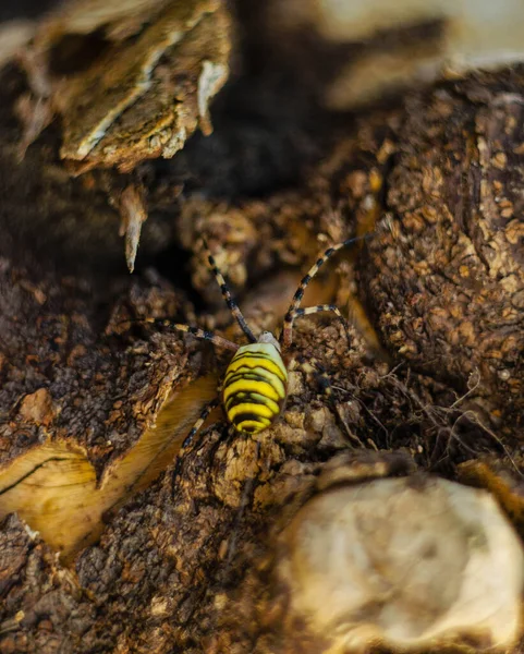 Sommer Straße Natur Spinne — Stockfoto