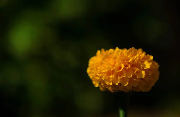 Verano Calle Naturaleza Flor — Foto de Stock