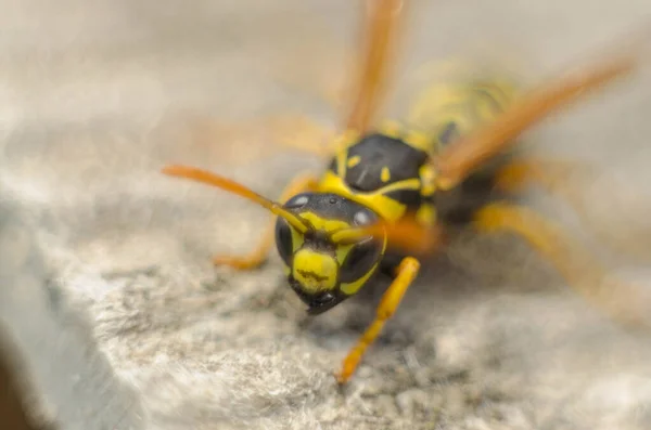 Yaz, sokak, doğa, eşek arısı