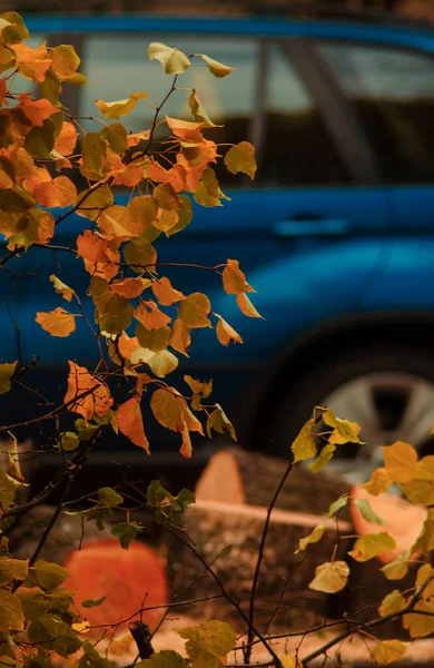 Sokak, minsk, sonbahar, ağaçlar, açık hava, bmw