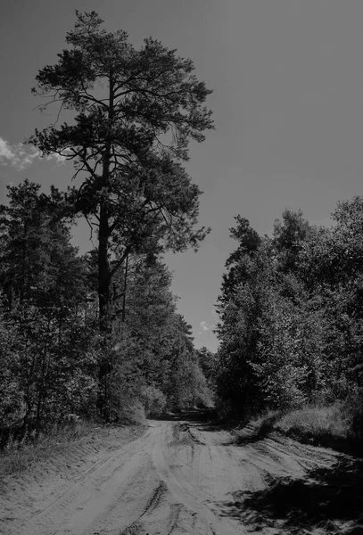 Ασπρόμαυρο Στιγμιότυπο Δρόμος Δέντρα Εξωτερικός Χώρος Καλοκαίρι Δάσος — Φωτογραφία Αρχείου