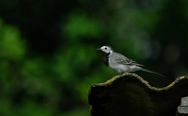 fotoğraf, sokak, açık hava, lokal, ekran görüntüsü, yaz, kuş