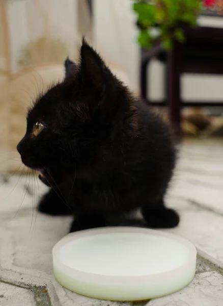 fotoğraf, sokak, açık hava, hayvan, enstantane, yaz