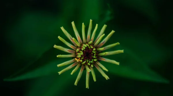 Natur Straße Pflanze Freien Sommer Garten Schön Blume — Stockfoto