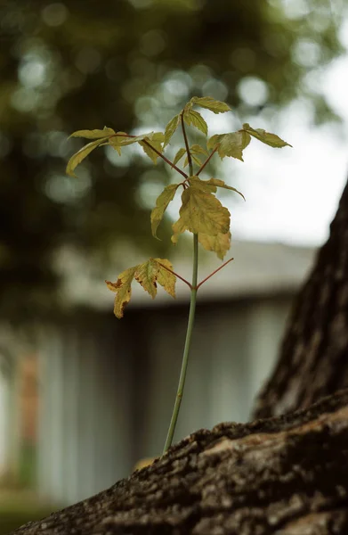 Doğa, Sokak, bitki, açık hava, bezelye, yaz, güzel ağaç, çatı, lokalite.