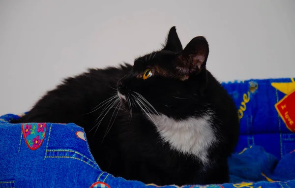 Mignonette Noirs Animaux Dans Studio Instantané Dans Une Chambre Chat — Photo