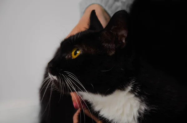 Şirin, siyah, hayvan, stüdyo, enstantane, odada, kedi, güzel