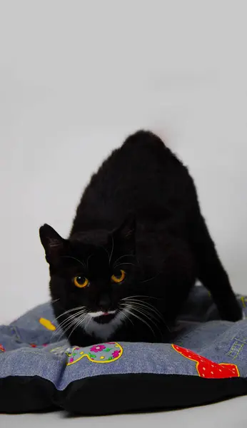 Tierna Negro Animal Estudio Fotografía Habitación Gato Atractiva —  Fotos de Stock