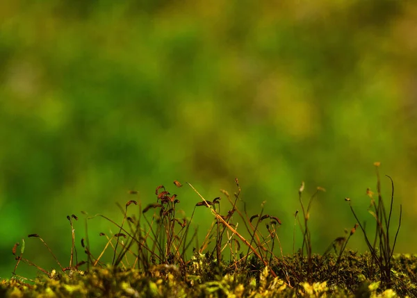 Doğa, Sokak, bitki, açık hava, makro, yaz, bahçe