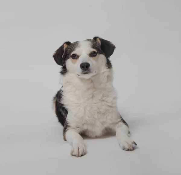 Zwierzę Studio Migawka Pokoju Pies Słodkie Piękna Lop Eared — Zdjęcie stockowe