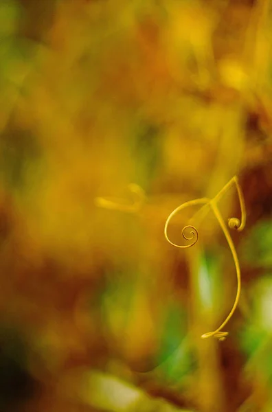 완두콩 노란색 — 스톡 사진