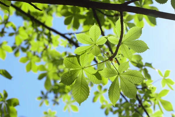 Folhas verdes de castanha-do-cavalo — Fotografia de Stock
