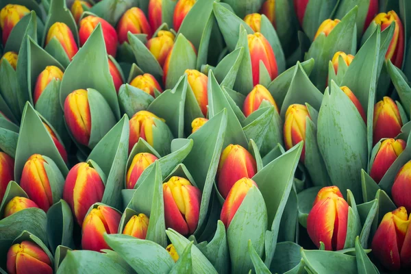 Romântico multicolor tulipas fundo — Fotografia de Stock