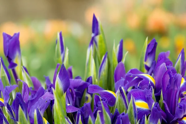 Romântico íris roxo Primavera fundo — Fotografia de Stock