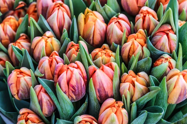 Romantico giardino tulipani sfondo — Foto Stock