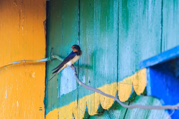 Barn Swallow sitting on wire on background of wooden country house — Stock Photo, Image