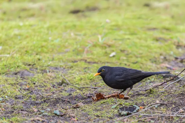 Pájaro negro macho buscando comida en la hierba — Foto de Stock