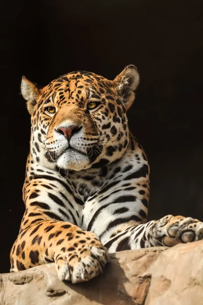 Retrato de close-up de onca onca jaguar ou panthera — Fotografia de Stock