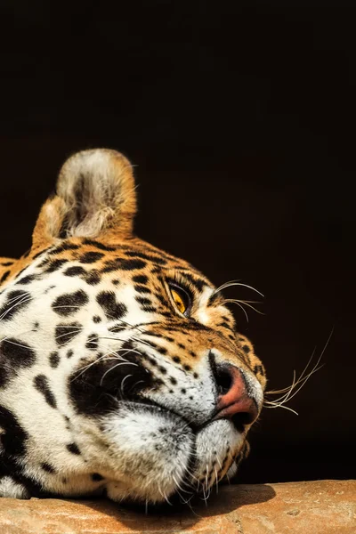 Retrato de close-up de onca onca jaguar ou panthera — Fotografia de Stock