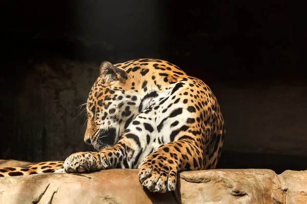 Retrato de close-up de onca onca jaguar ou panthera — Fotografia de Stock