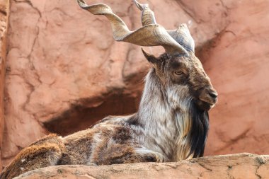 markhor kayanın üzerinde dinlenme