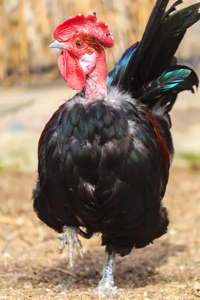 Transylvanian Naked Neck or Turken rooster — Stock Photo, Image