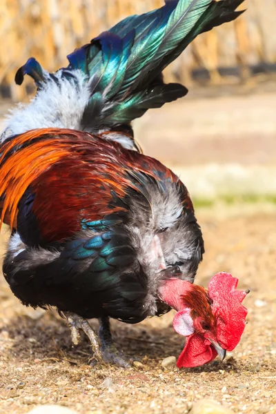 Transylvanian Naked Neck or Turken rooster — Stock Photo, Image