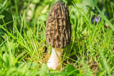 Morchella conica siyah morel bahar