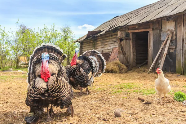 Pompous blown turkeys on chicken coop — Stock Photo, Image