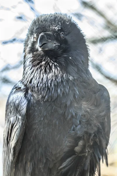 Common or northern raven — Stock Photo, Image