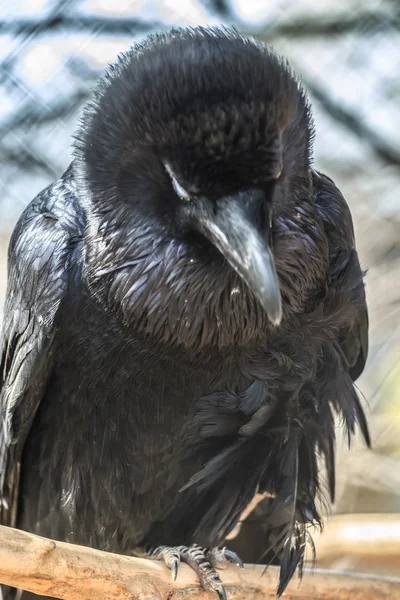 Black bird Common raven — Stock Photo, Image