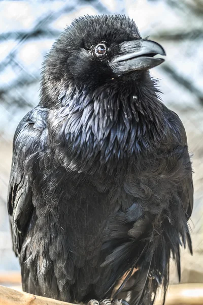 Portrait of common raven — Stock Photo, Image