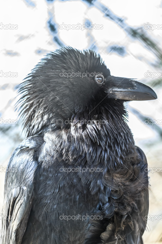 Common raven the Corvus corax