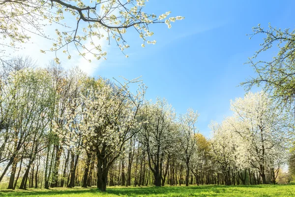 Blossoming fruit tree orchard in spring arboretum — Stock Photo, Image