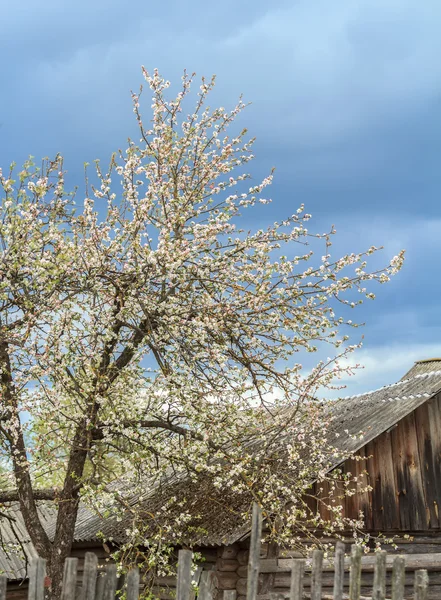 Blooming apple tree near old farmhouse — Stock Photo, Image