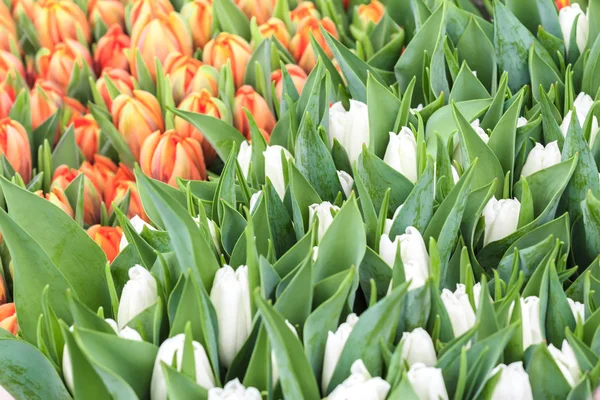 Fundo de flores de tulipa branca e laranja — Fotografia de Stock