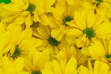 taze sarı papatya çiçek arka plan