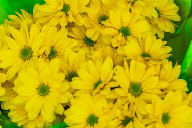 parlak sarı kasımpatı çiçekleri arka plan